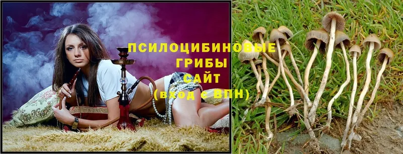 Галлюциногенные грибы Magic Shrooms  Кузнецк 